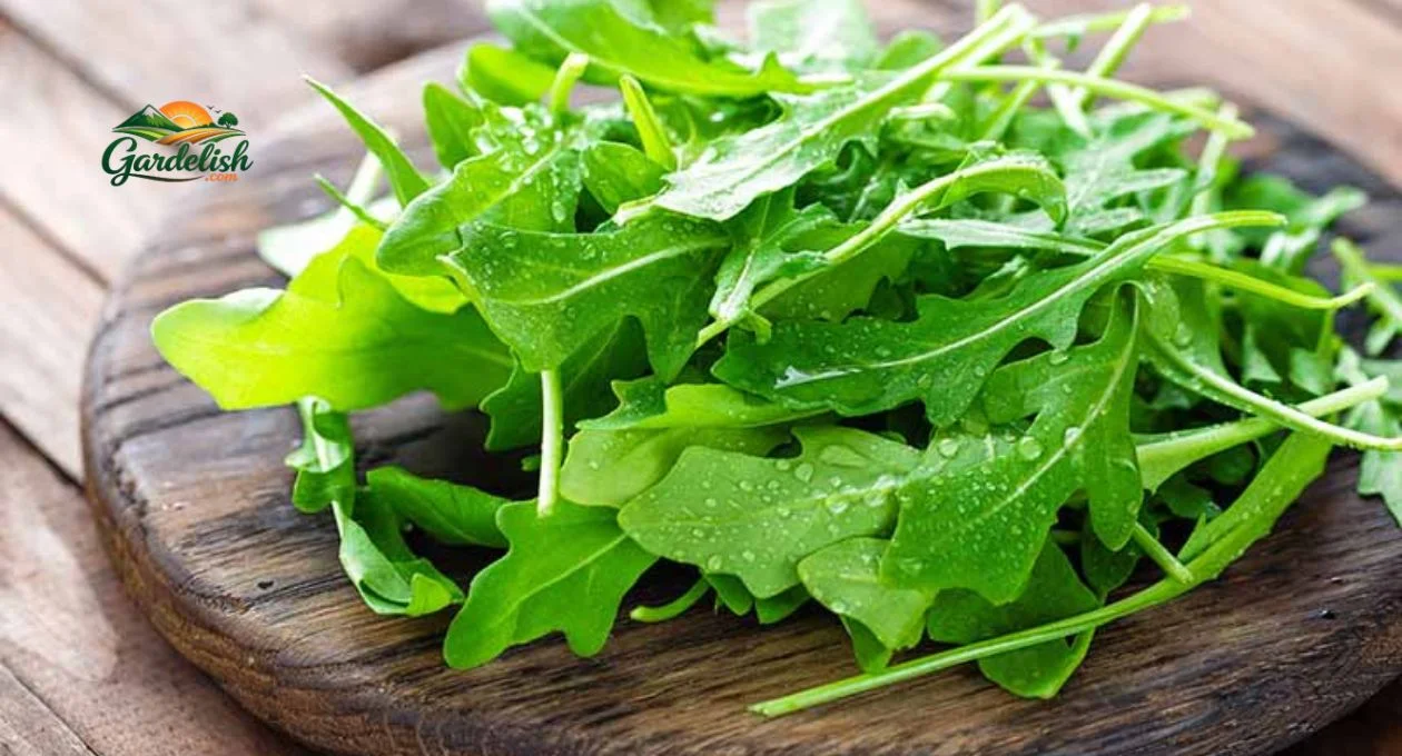 arugula shortage (4)