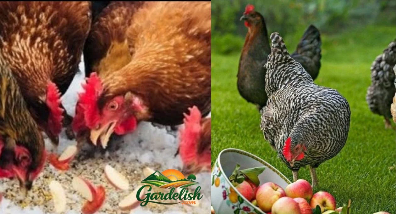 Can Chickens Have Apples? A Safe Backyard Gardener’s Guide can chickens have apples