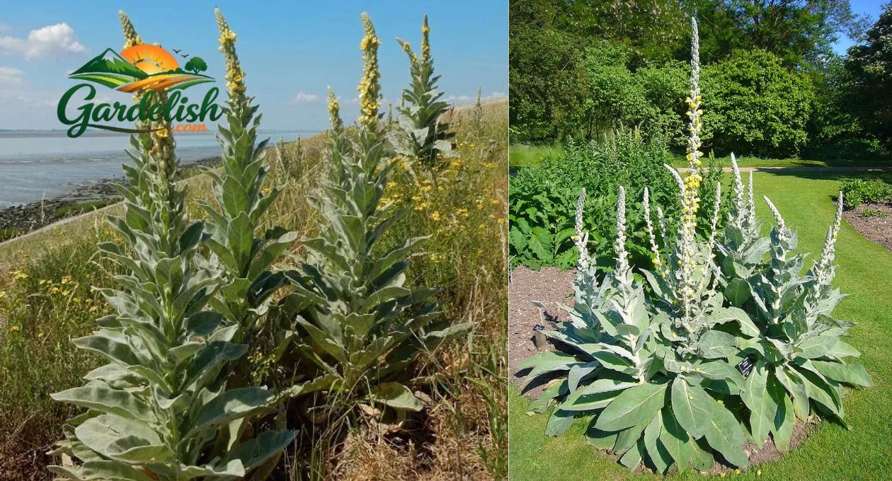 mullein look alikes tea