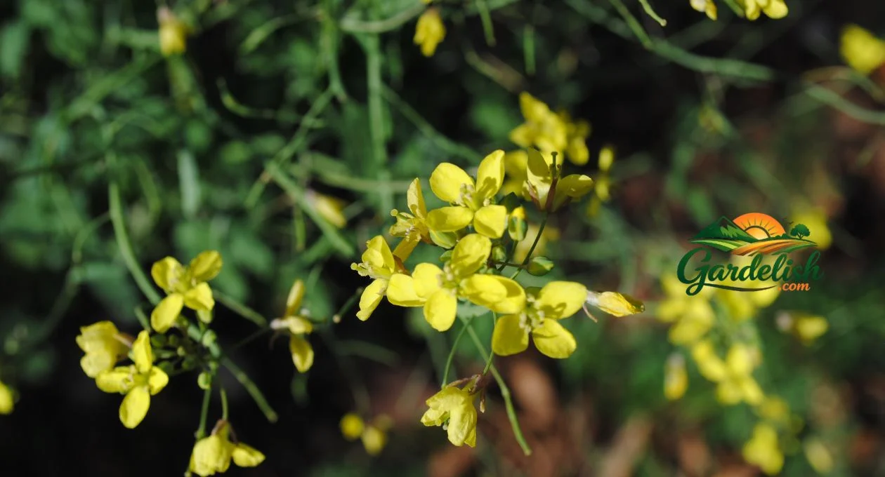 wild mustard look alikes (1)