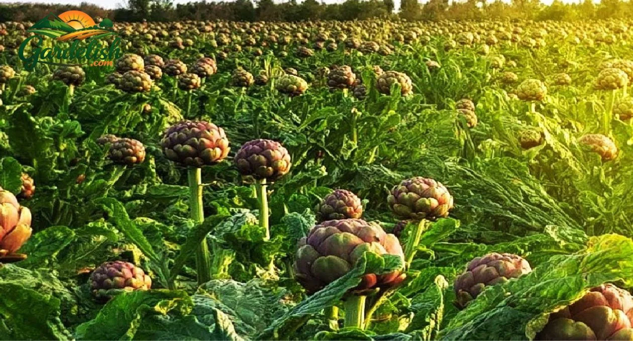 artichoke shortage (1)
