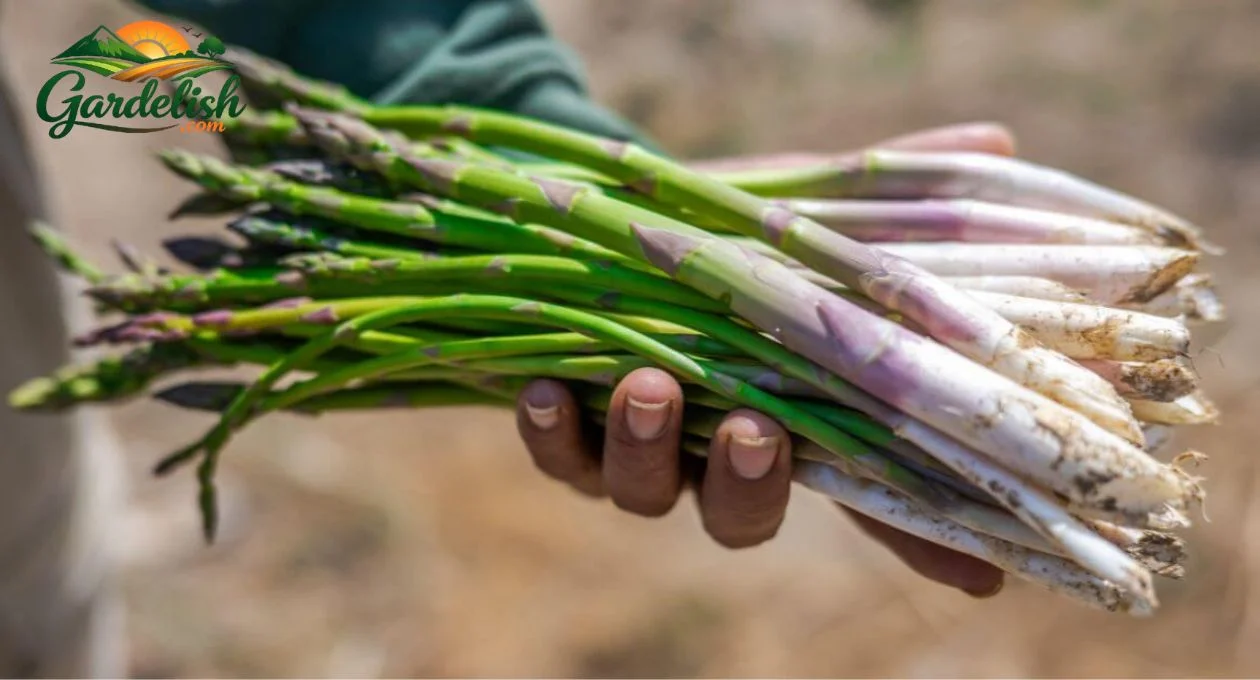 Asparagus Shortage: What It Means for Gardeners and How to Grow Your Own Supply banana shortage (3)