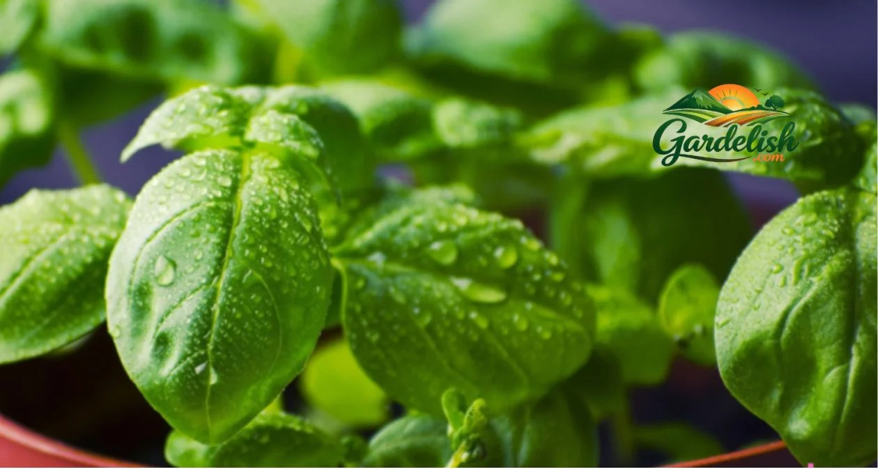 basil shortage