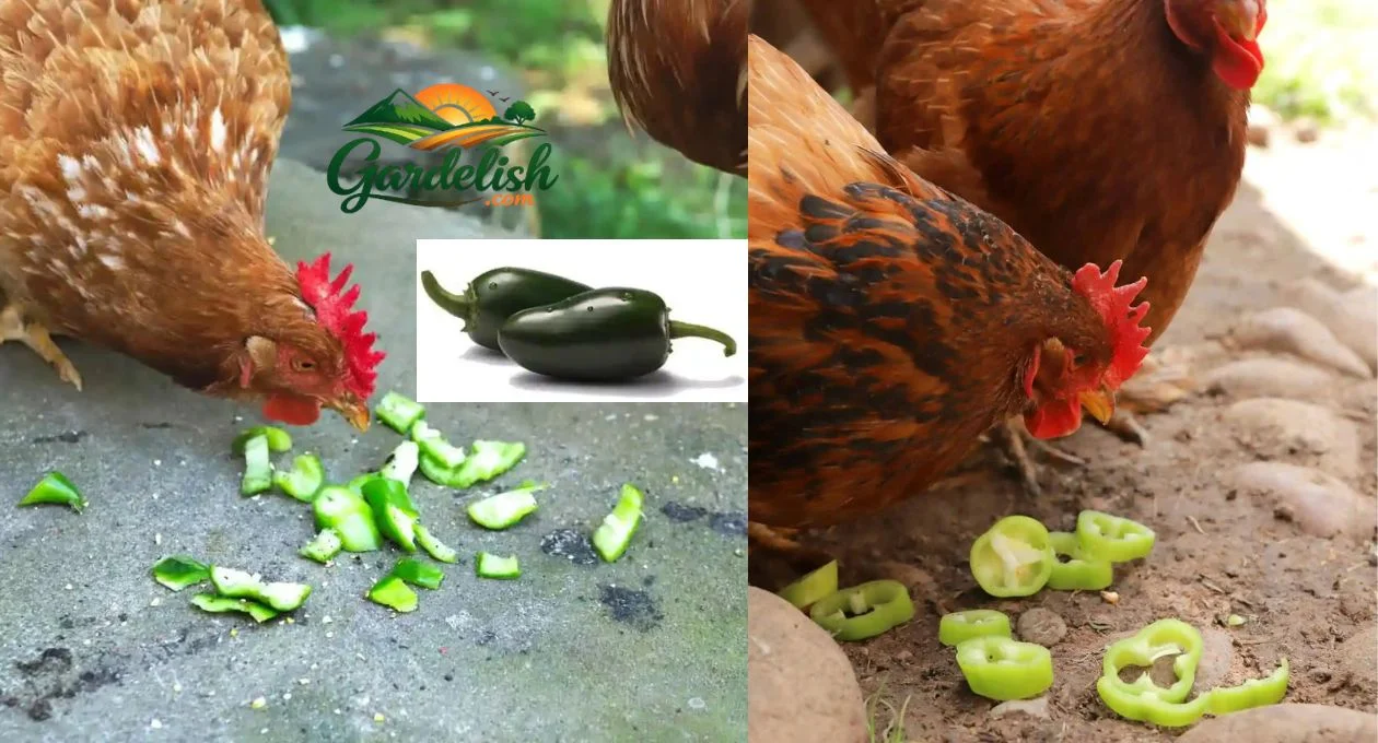 can chickens eat jalapenos