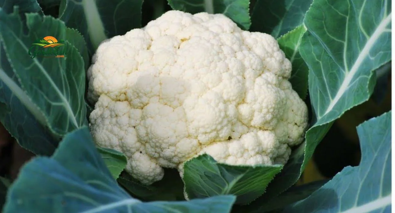 cauliflower shortage