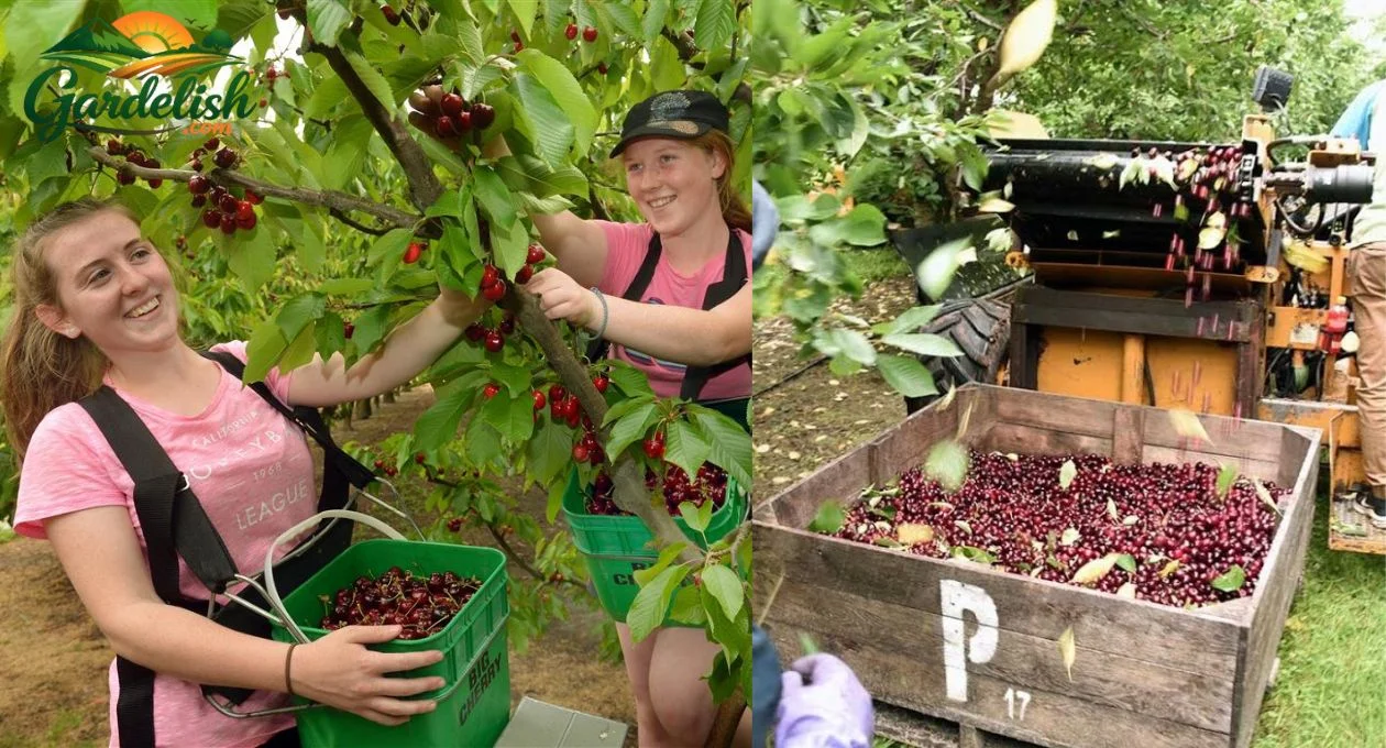 cherry harvest labor shortage