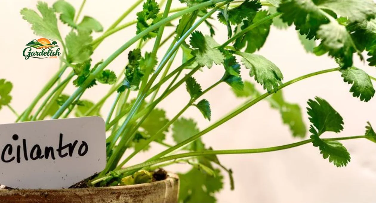 cilantro shortage (1)
