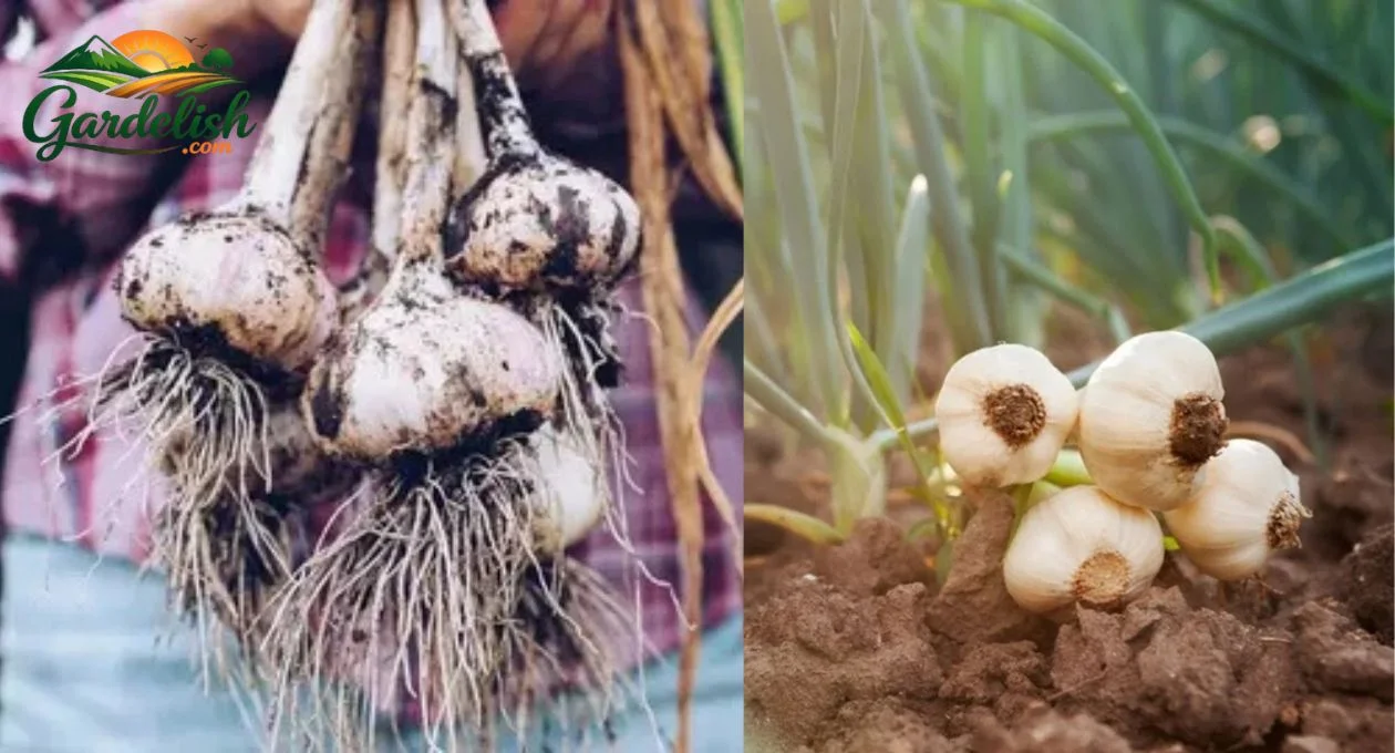 garlic shortage