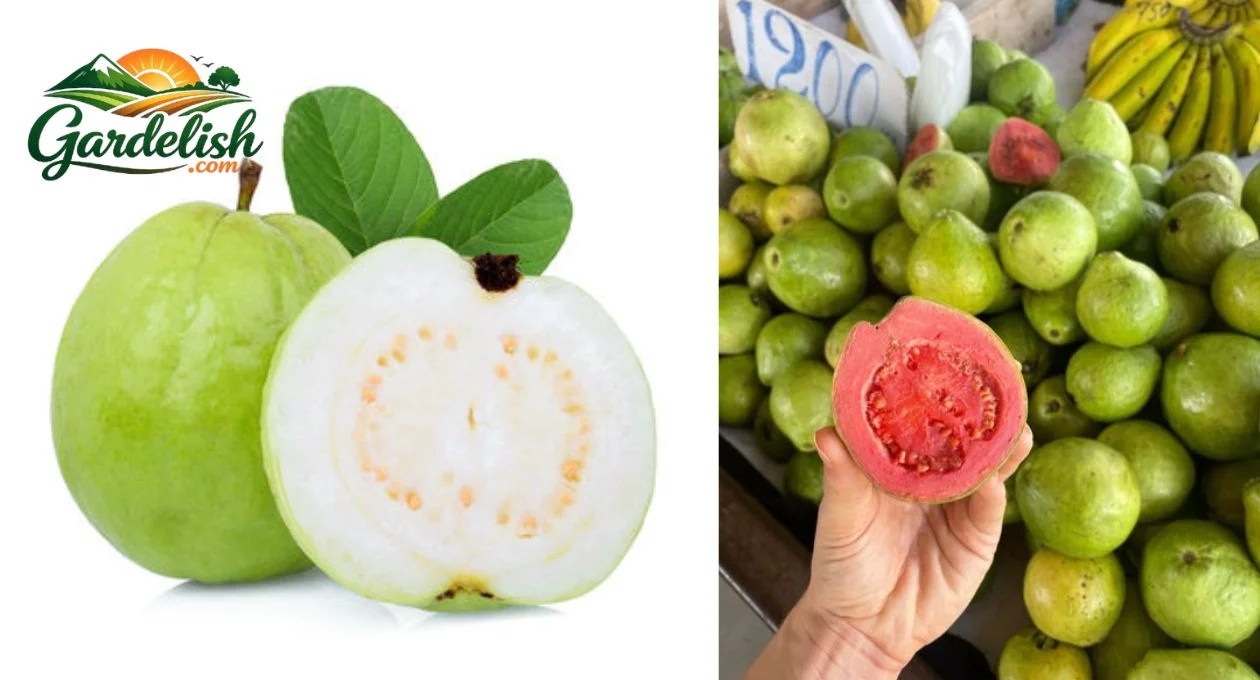 Guava Like Fruit: The Best Similar Fruits to Grow, Taste, and Identify guava like fruit