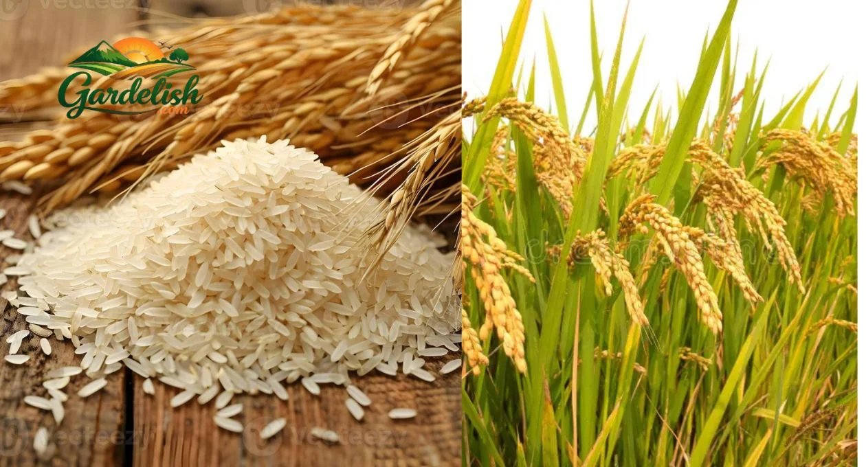 Is Rice a Vegetable? A Clear Gardening Answer is rice a vegetable (1)