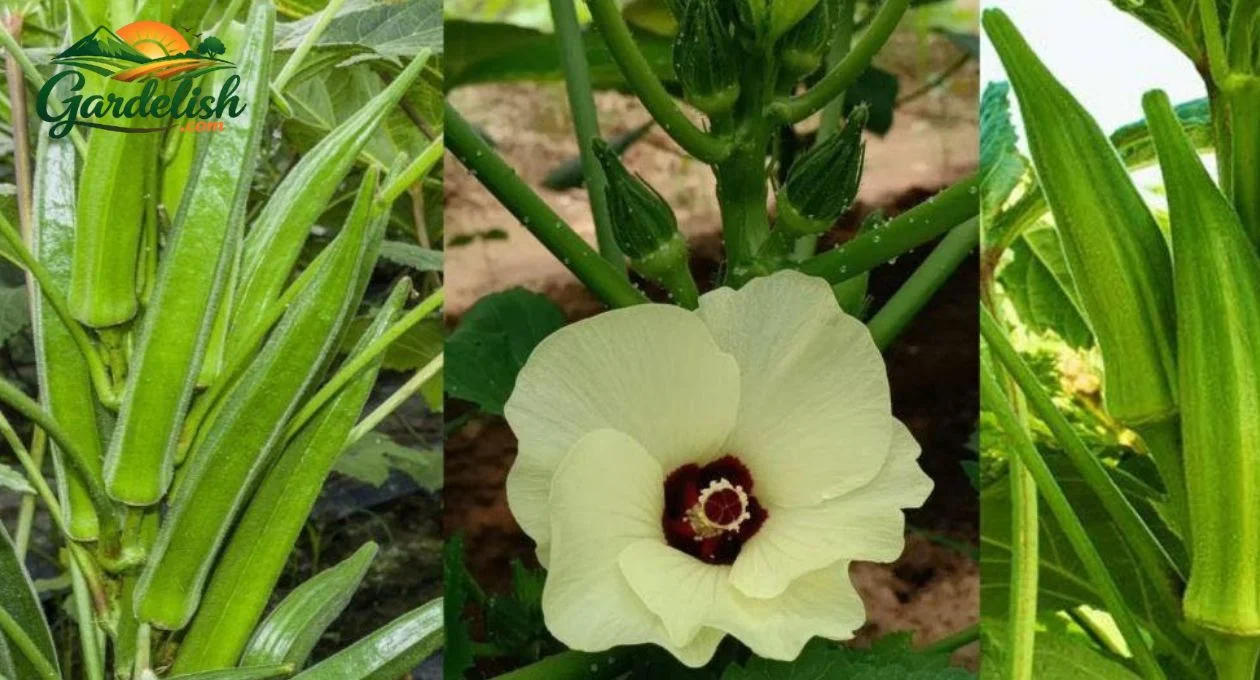 okra shortage (1)