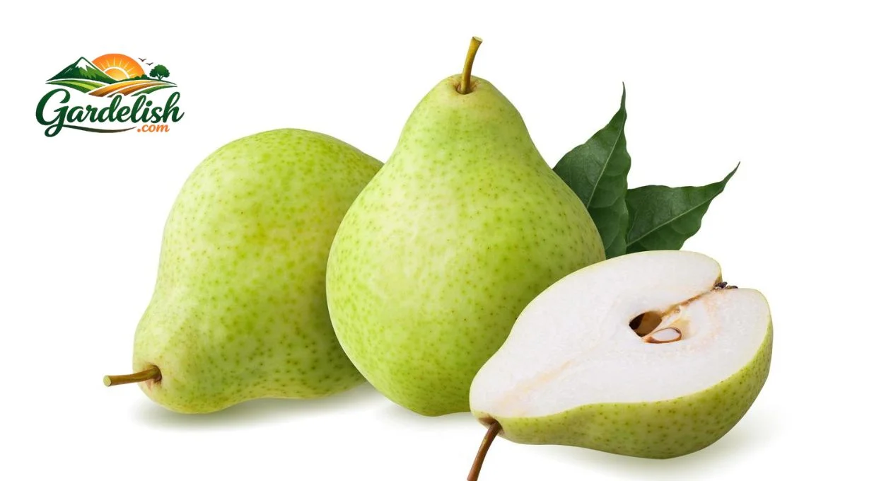 Pear Shaped Fruits: A Gardener’s Guide to Growing, Choosing, and Understanding Them pear shaped fruits