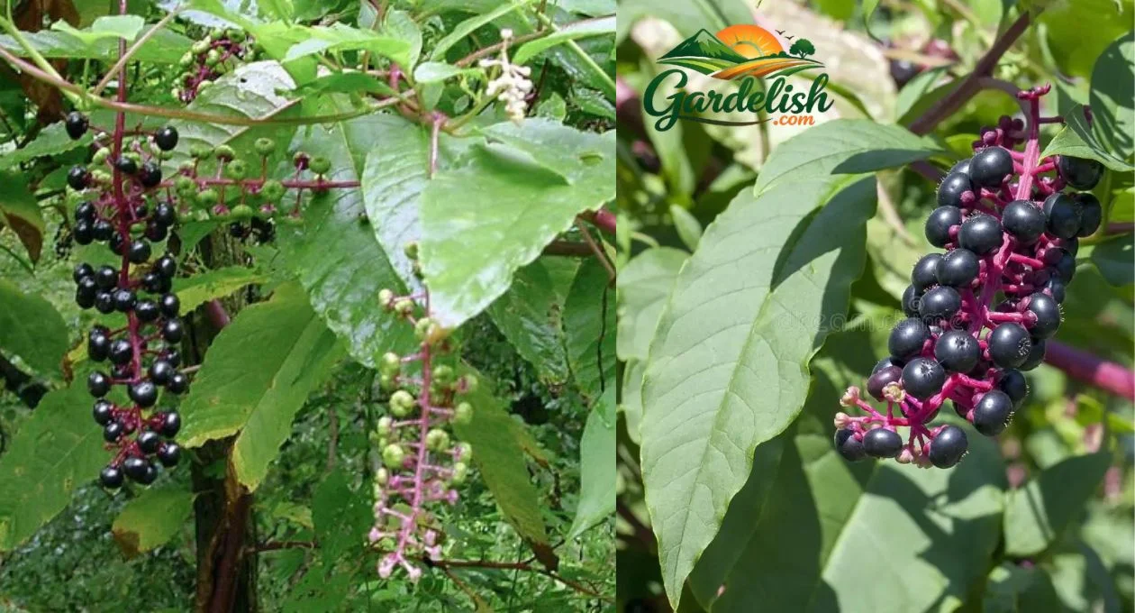 Pokeweed Look Alikes: How to Identify Similar Plants Safely pokeweed look alikes