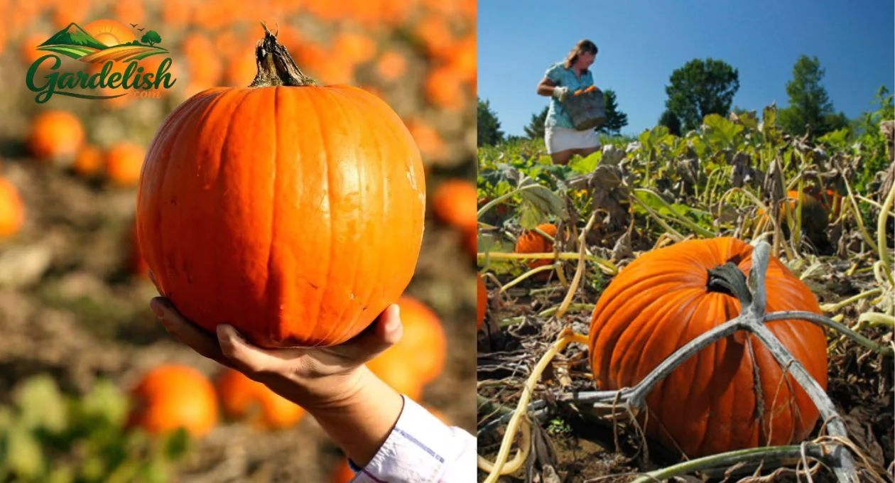 pumpkin shortage