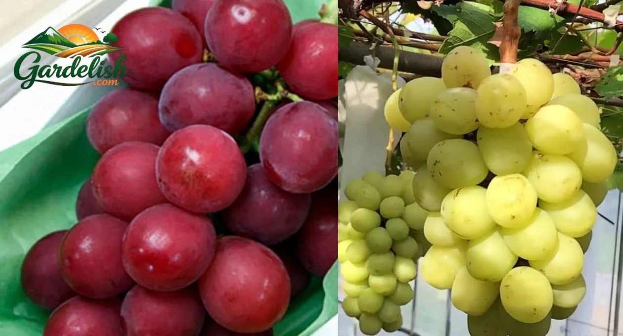why are grapes so expensive (1)