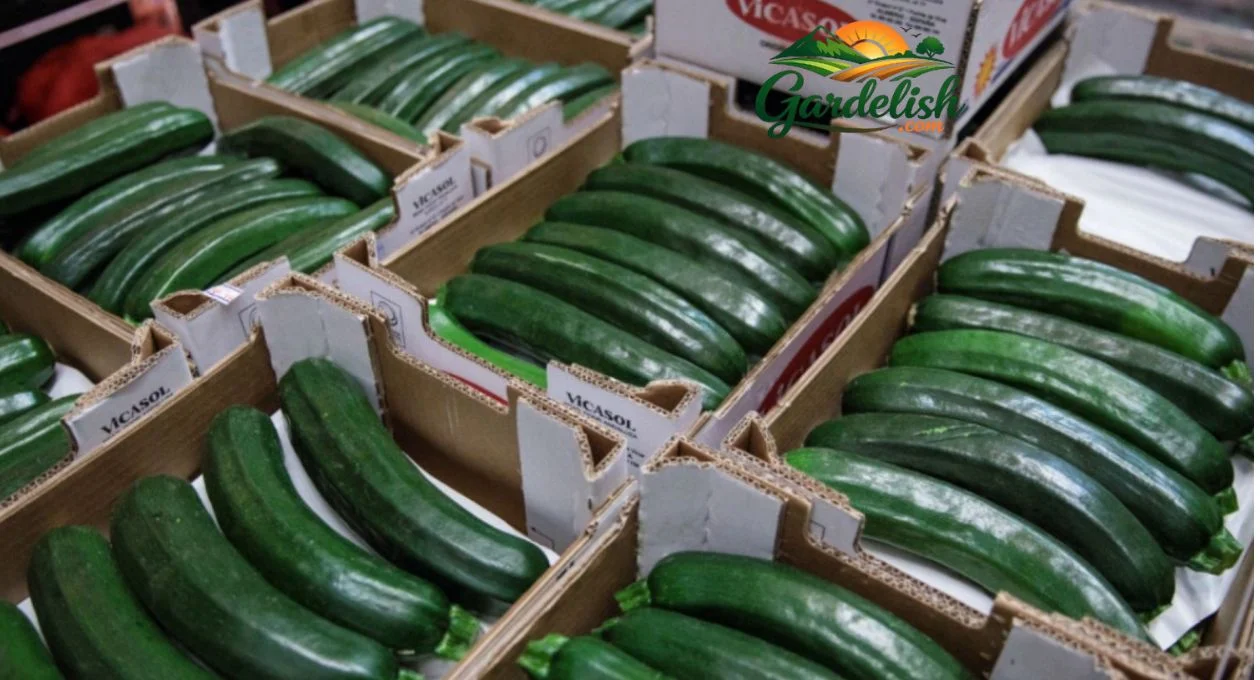 Zucchini Shortage: Why Your Plants Aren’t Producing and How to Fix It zucchini shortage (1)