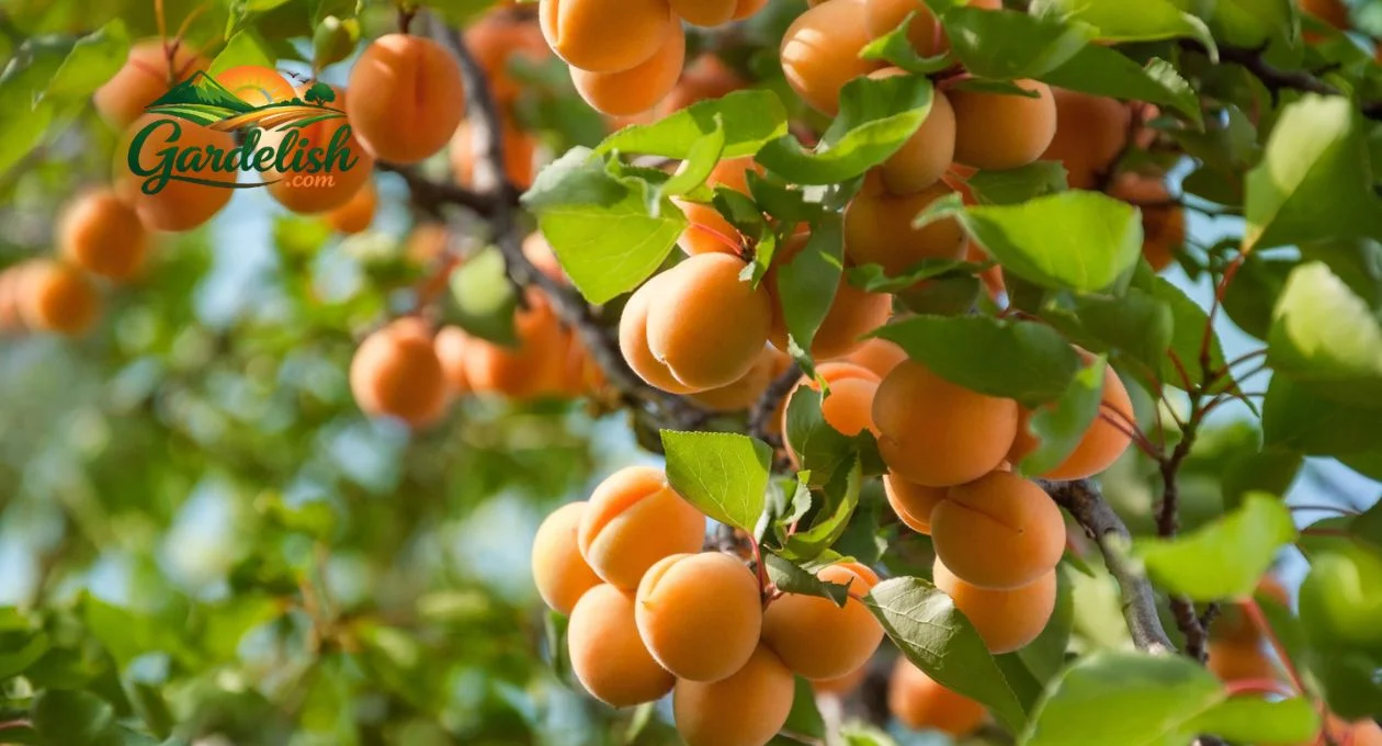 apricot shortage (1)