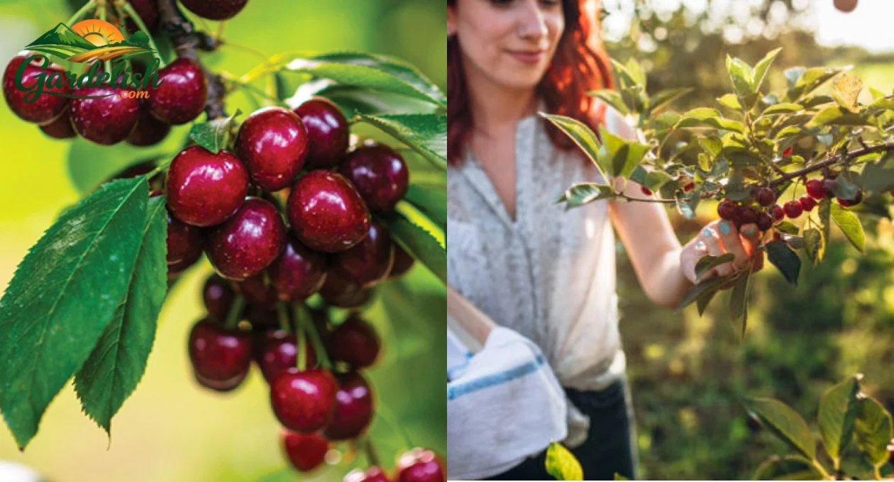 California cherry harvest
