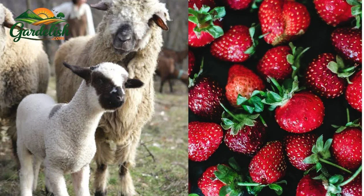 Can Sheep Eat Strawberries