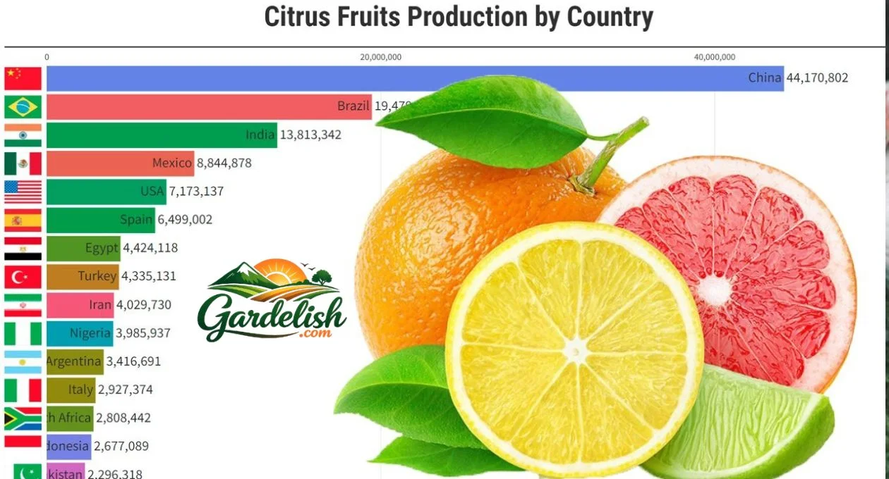 Citrus crop forecast