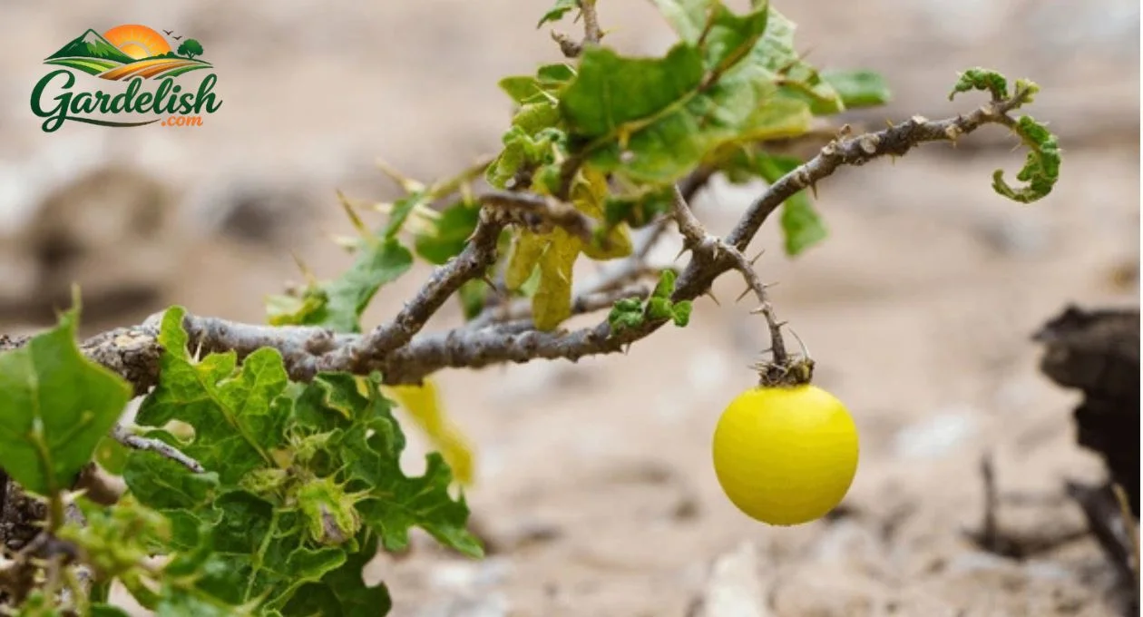 Devils Apple