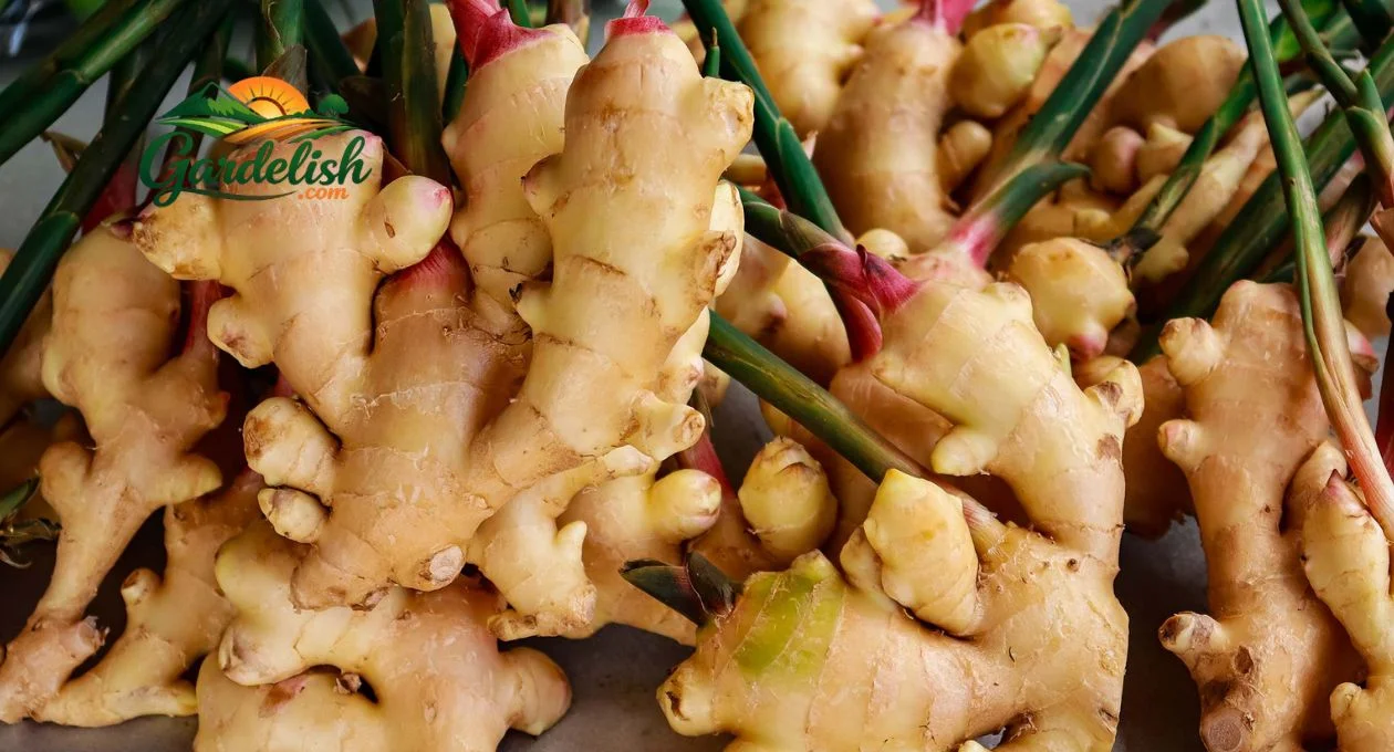 Ginger Shortage
