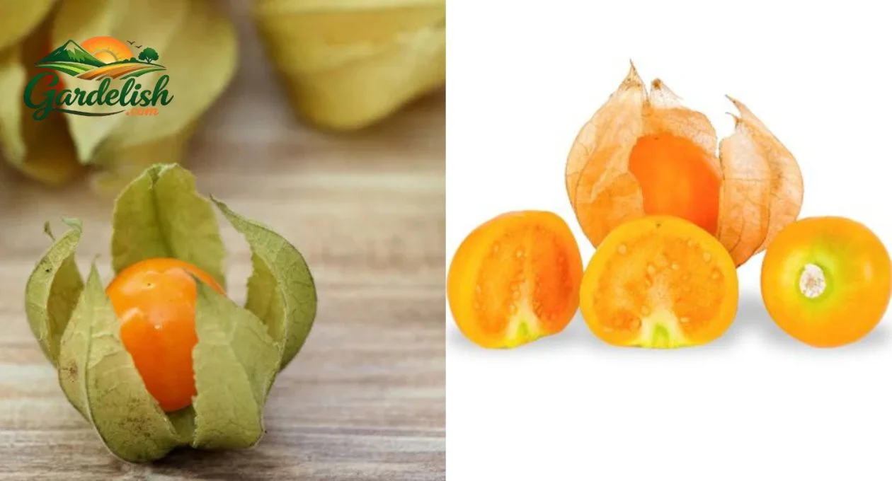  Ground Cherries 