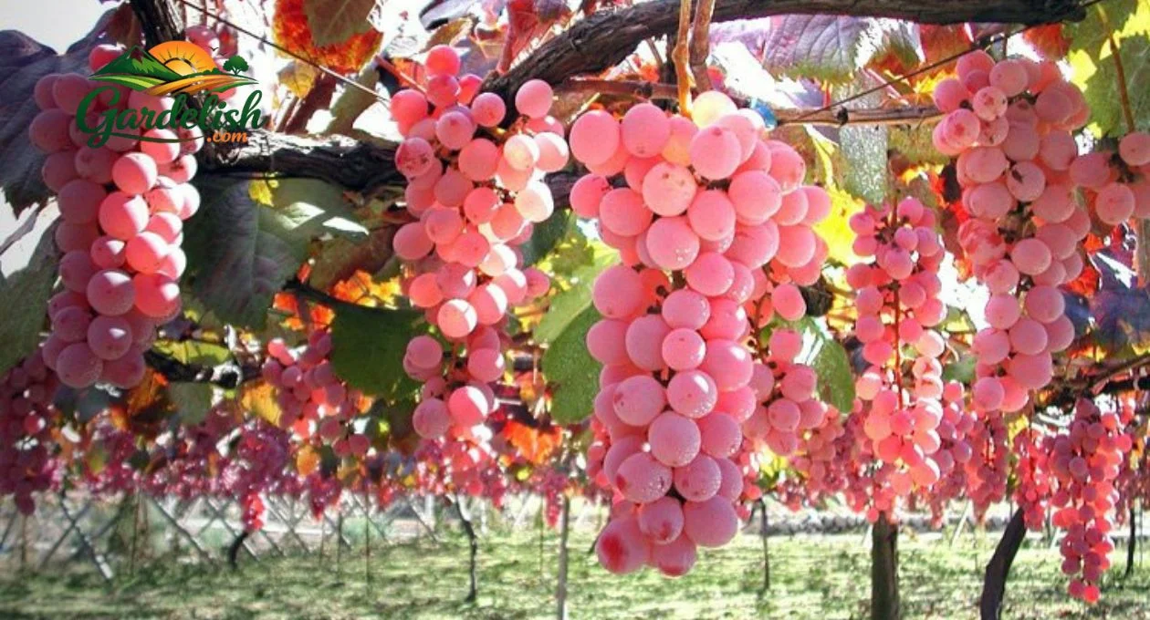 Japanese Koshu Pink Grapes