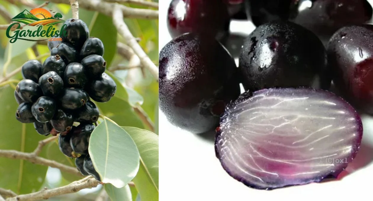 Java Plum Shortage