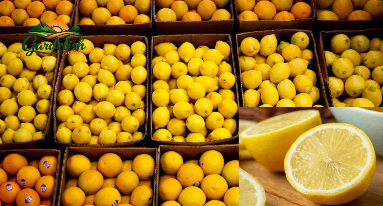 Lemon Shortage