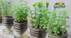 Mint Shortage