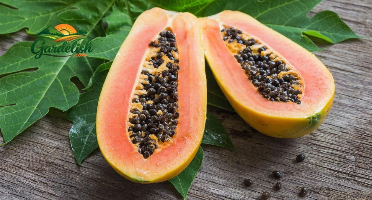 Papaya Shortage