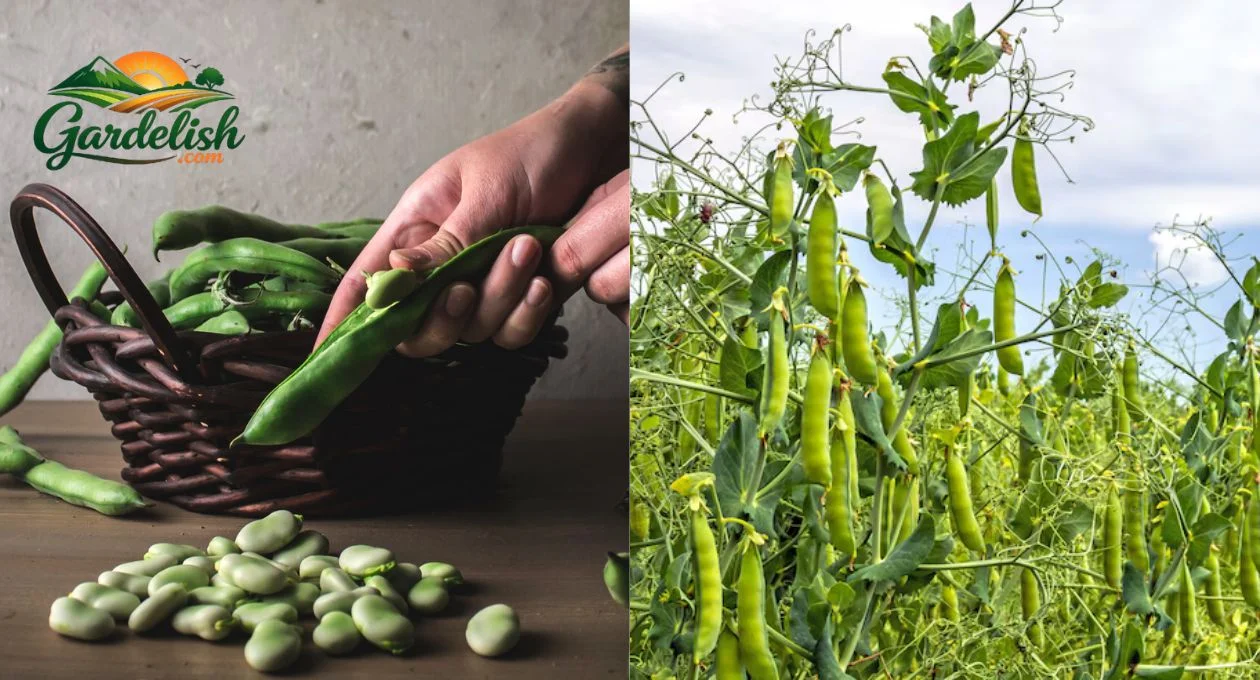 Pea Shortage
