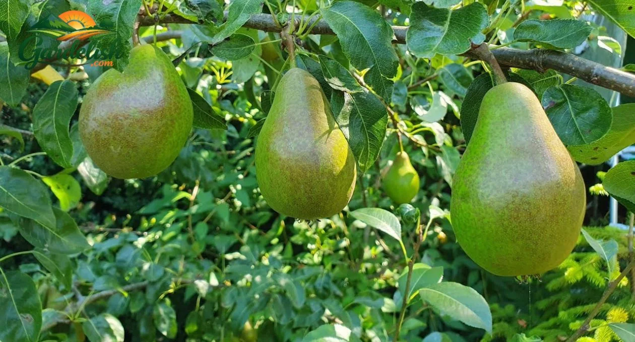 Pears Shortage