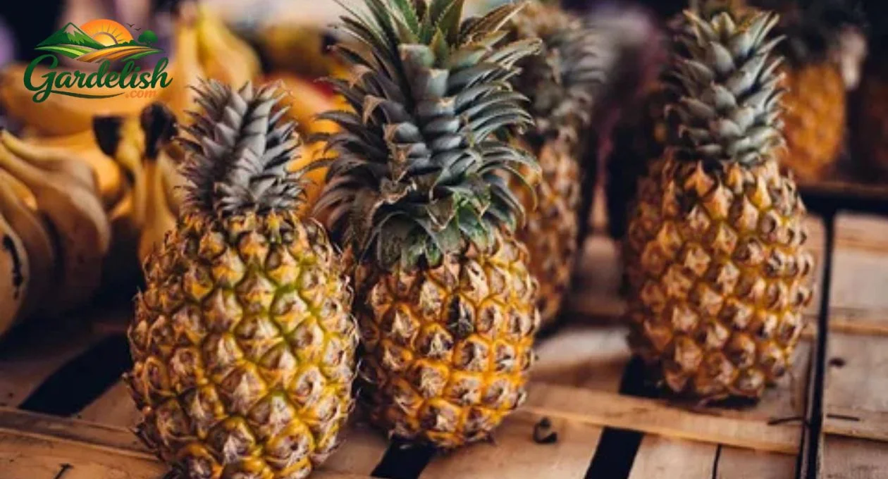 Pineapple Shortage