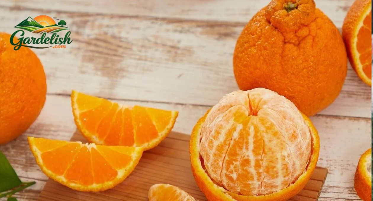 Why are oranges so expensive