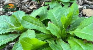 Wild Lettuce Look Alikes