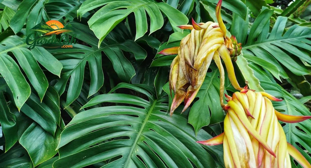 monstera plant