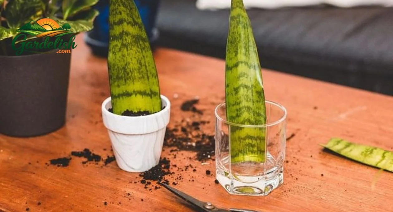 propagate snake plant