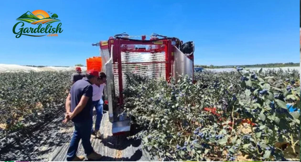 Blueberry harvest forecast