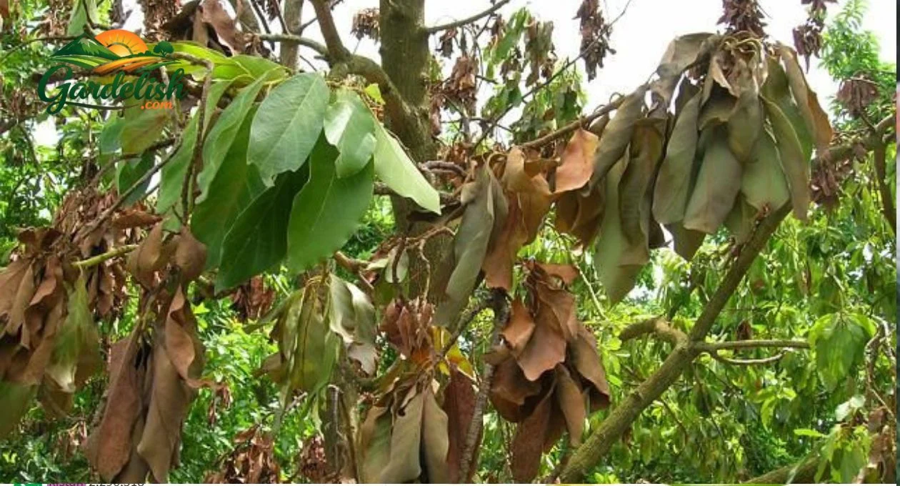 avocado tree leaves turning brown