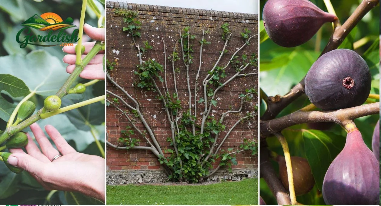 fig tree not producing fruit