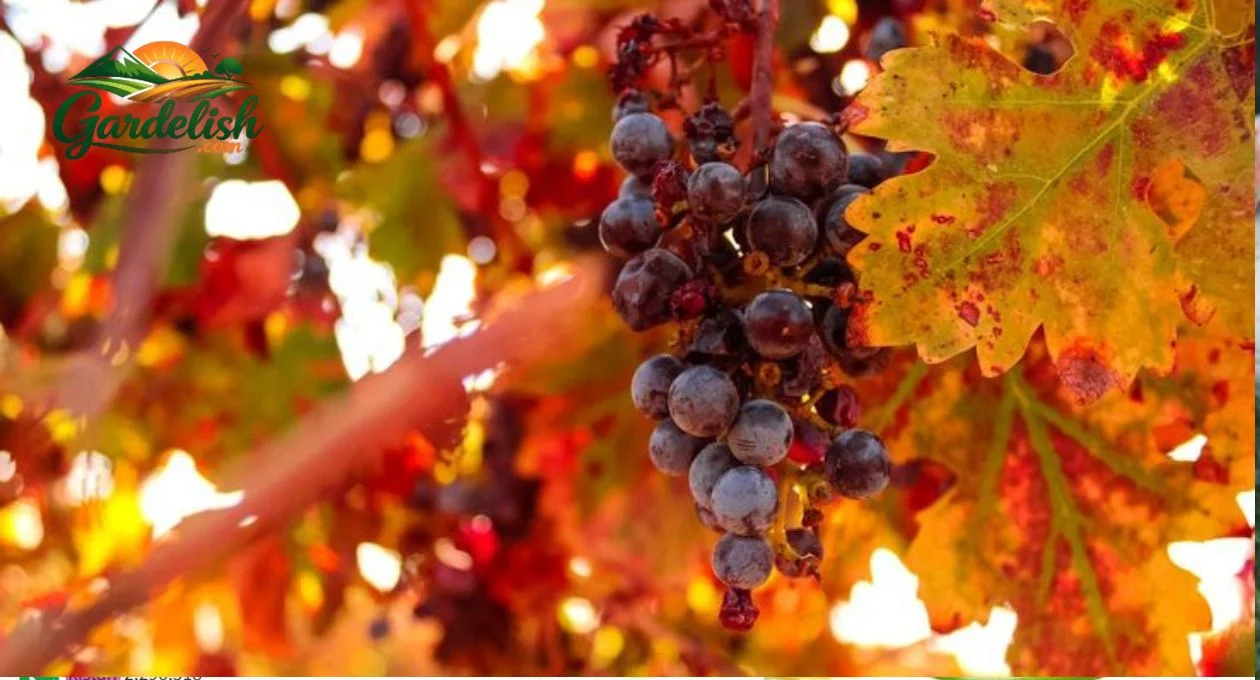 grape vine leaves turning yellow