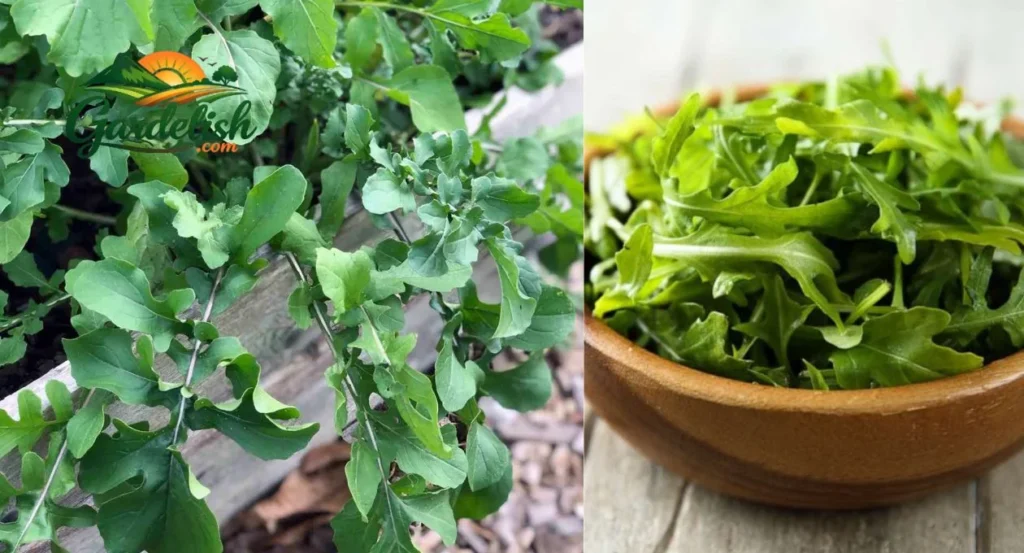 arugula shortage (3)