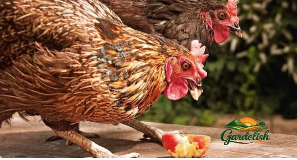 Can Chickens Have Apples? A Safe Backyard Gardener’s Guide can chickens have apples (1)