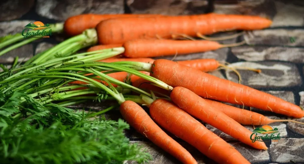 carrot shortage
