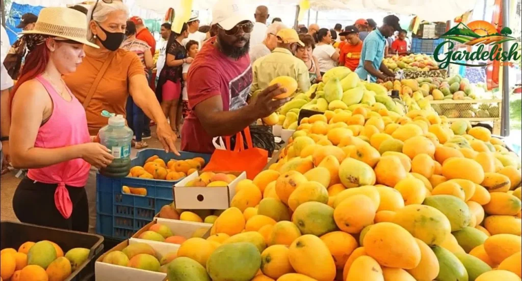 mango season in florida (1)
