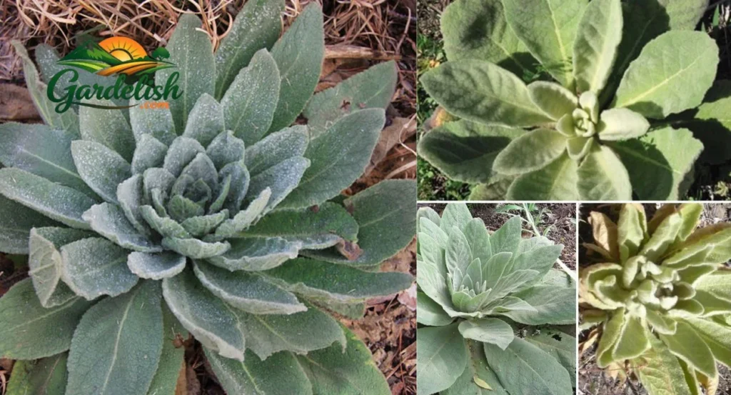 mullein look alikes