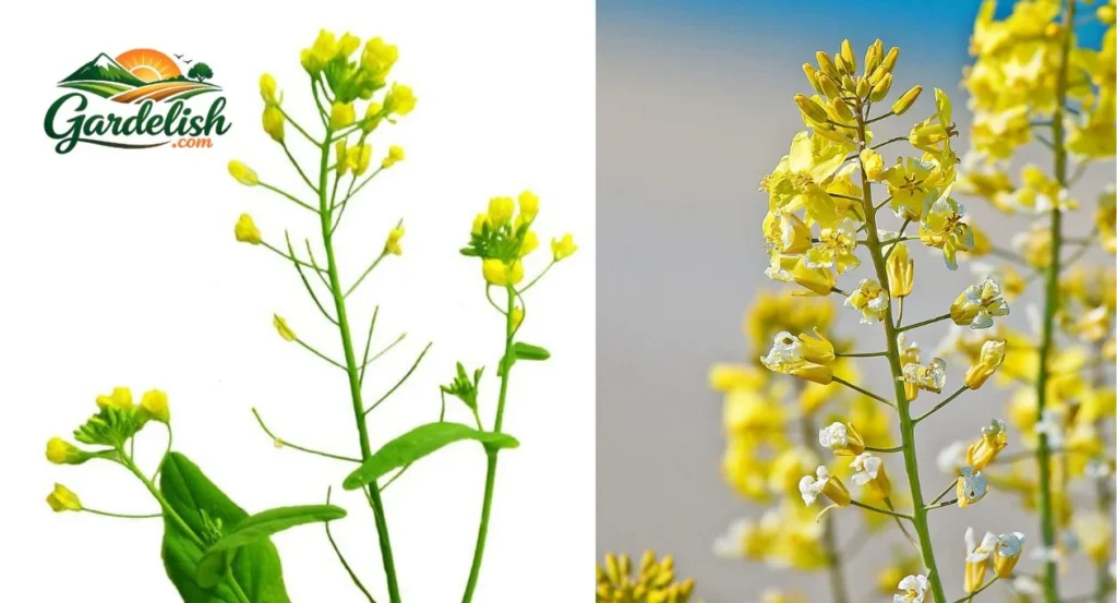 wild mustard look alikes