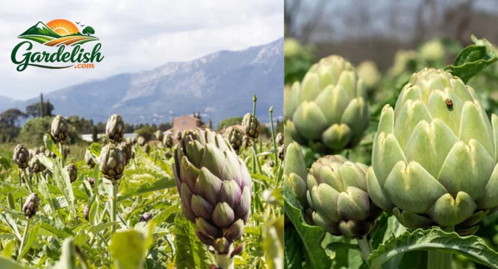 artichoke shortage